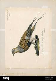 Image result for Syrrhaptes paradoxus