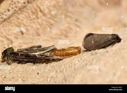 Attēlu rezultāti vaicājumam “Psyche casta larva”