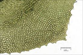 Attēlu rezultāti vaicājumam “Scapania undulata”