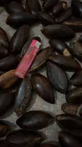 Attēlu rezultāti vaicājumam “Agrimonia pilosa bud”