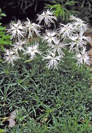 Attēlu rezultāti vaicājumam “Dianthus arenarius flower”