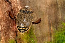 Attēlu rezultāti vaicājumam “Acilius sulcatus female”