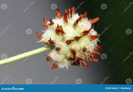 Attēlu rezultāti vaicājumam “Trifolium fragiferum fruit”