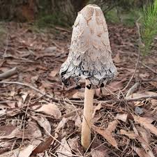 Image result for coprinus