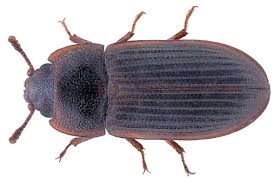 Attēlu rezultāti vaicājumam “Ostoma ferruginea”