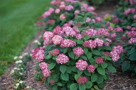 Attēlu rezultāti vaicājumam “Hydrangea arborescens subsp. discolor flower”