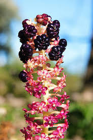 Attēlu rezultāti vaicājumam “Phytolacca acinosa flower”