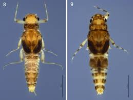 Attēlu rezultāti vaicājumam “Dasytes caeruleus imago”