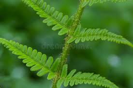 Attēlu rezultāti vaicājumam “Dryopteris carthusiana”