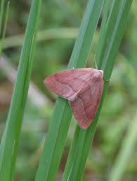 Attēlu rezultāti vaicājumam “Hylaea fasciaria”