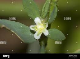 Attēlu rezultāti vaicājumam “Polygonum arenastrum flower”