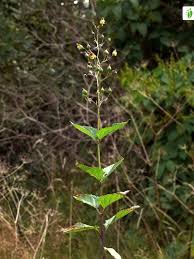 Attēlu rezultāti vaicājumam “Scrophularia nodosa fruit”