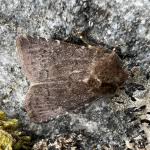 Attēlu rezultāti vaicājumam “Rusina ferruginea female”