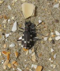 Attēlu rezultāti vaicājumam “Cicindela maritima”