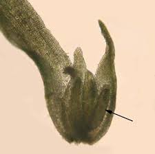 Attēlu rezultāti vaicājumam “Cephalozia bicuspidata sporophyte”