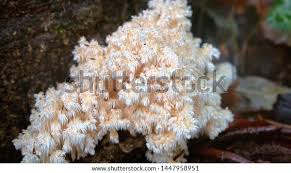 Attēlu rezultāti vaicājumam “Hericium coralloides”