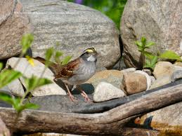 Image result for Zonotrichia albicollis