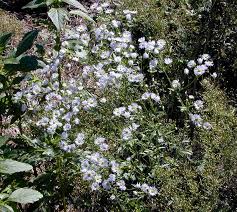 Attēlu rezultāti vaicājumam “Symphyotrichum x salignum”