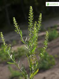 Attēlu rezultāti vaicājumam “Lepidium densiflorum flower”