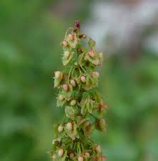 Attēlu rezultāti vaicājumam “Rumex aquaticus bud”