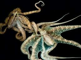 Attēlu rezultāti vaicājumam “Polypogon tentacularius male”