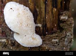 Attēlu rezultāti vaicājumam “Hericium cirrhatum”