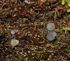 Attēlu rezultāti vaicājumam “Mollisia cinerea”