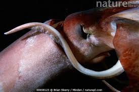 Image result for Dosidicus gigas