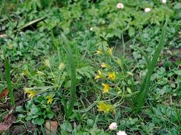 Attēlu rezultāti vaicājumam “Gagea lutea leaf”