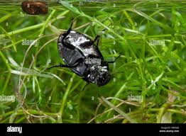 Attēlu rezultāti vaicājumam “Hydrochara caraboides”