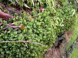 Attēlu rezultāti vaicājumam “Plagiochila porelloides”