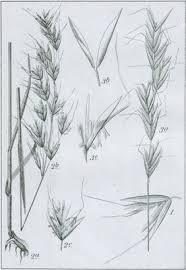 Attēlu rezultāti vaicājumam “Helictotrichon pratense”