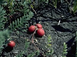 Attēlu rezultāti vaicājumam “Astragalus arenarius fruit”