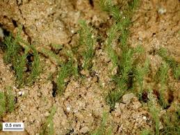 Attēlu rezultāti vaicājumam “Philonotis”