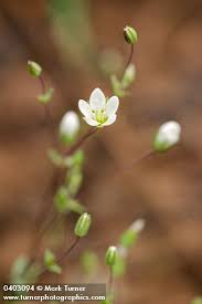 Attēlu rezultāti vaicājumam “Arenaria serpyllifolia flower”