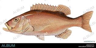 Image result for Petrus rupestris