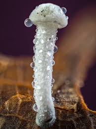 Attēlu rezultāti vaicājumam “Trichia, Hemitrichia sp.”