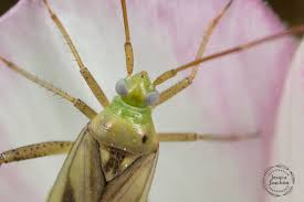 Attēlu rezultāti vaicājumam “Adelphocoris lineolatus imago”
