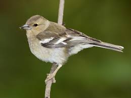 Attēlu rezultāti vaicājumam “Fringilla coelebs female”