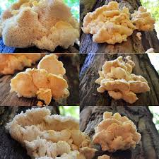 Attēlu rezultāti vaicājumam “Hericium cirrhatum”
