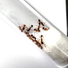 Attēlu rezultāti vaicājumam “Myrmica rubra”