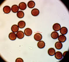 Attēlu rezultāti vaicājumam “Physarum ovisporum”