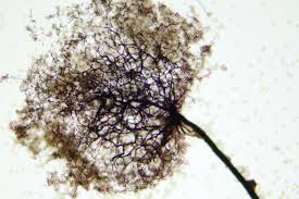 Attēlu rezultāti vaicājumam “Comatricha elegans”