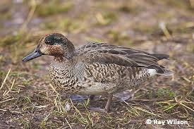 Attēlu rezultāti vaicājumam “Anas crecca male”