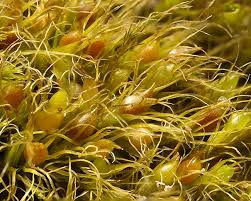 Attēlu rezultāti vaicājumam “Pleuridium subulatum”