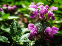 Attēlu rezultāti vaicājumam “Lamium maculatum flower”