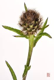 Attēlu rezultāti vaicājumam “Centaurea scabiosa bud”