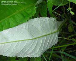 Attēlu rezultāti vaicājumam “Cirsium heterophyllum leaf”