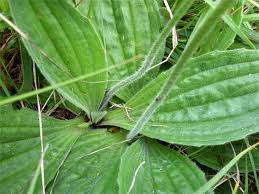 Attēlu rezultāti vaicājumam “Plantago media leaf”