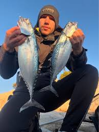 Image result for Euthynnus affinis